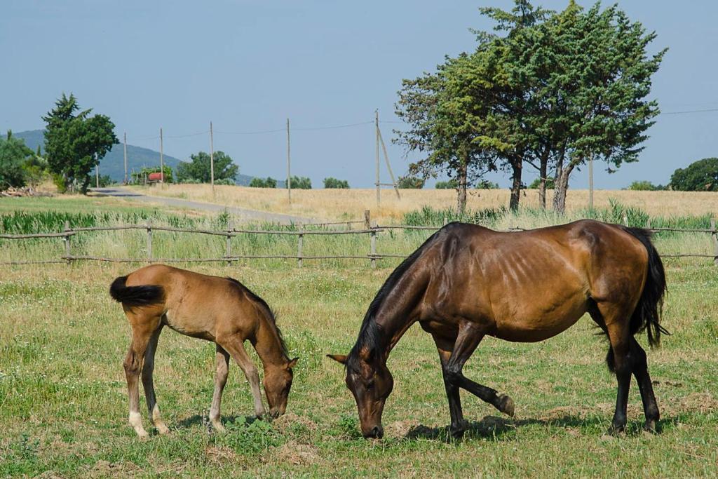 Zvieratá na farme alebo blízkom okolí