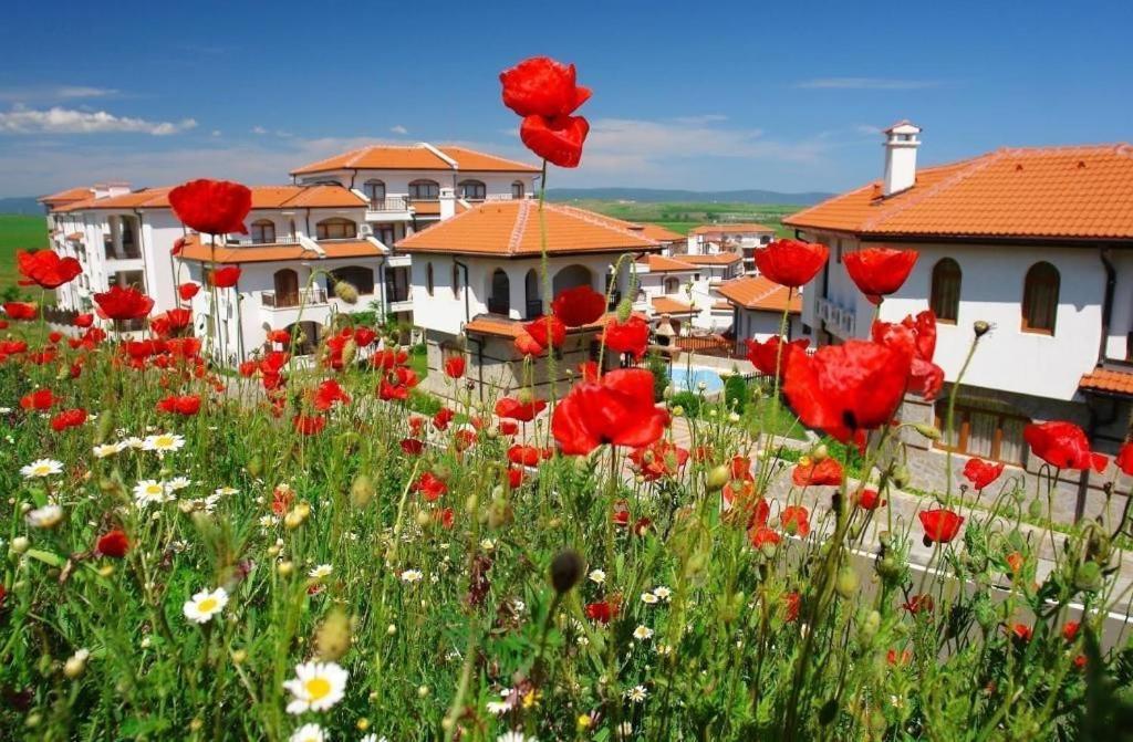 a field of red flowers in front of houses at 4* Luxury spa resort - Aheloy, Nessebar, Sunny Beach in Pomorie