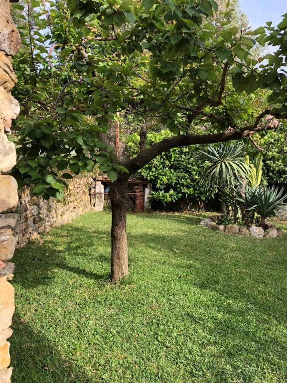 A garden outside Il Vicolo Palinuro