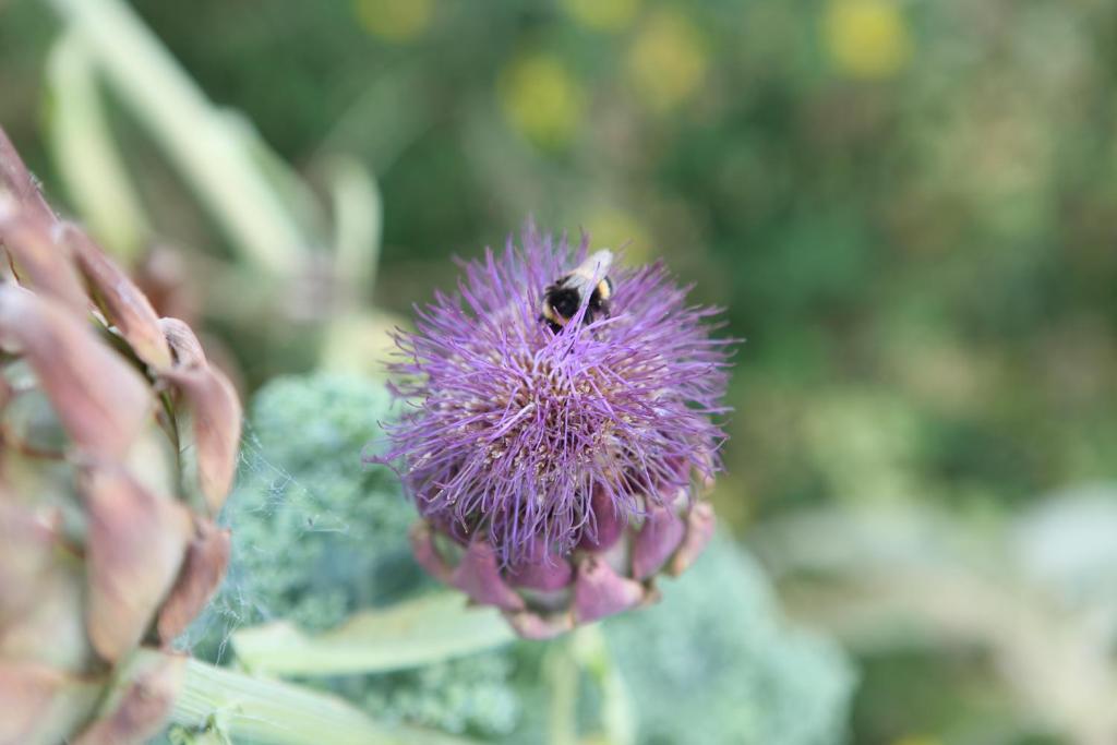 Cedar Park Bed & Breakfast - Resim 32