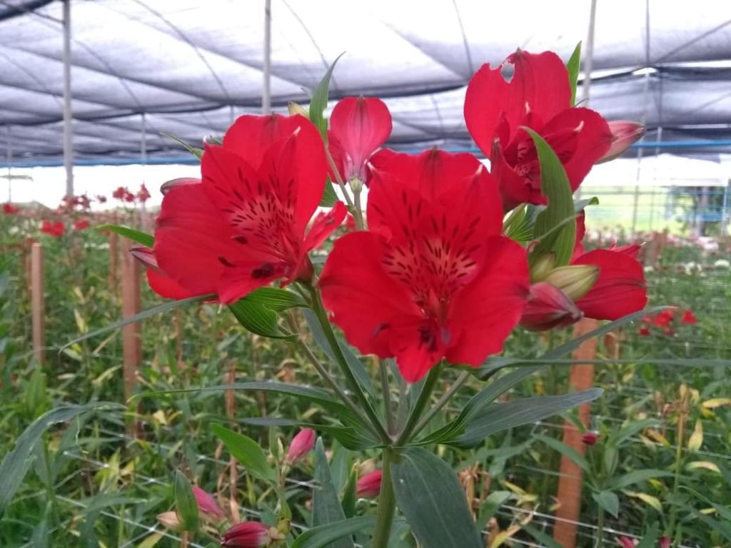 Pousada das Flores