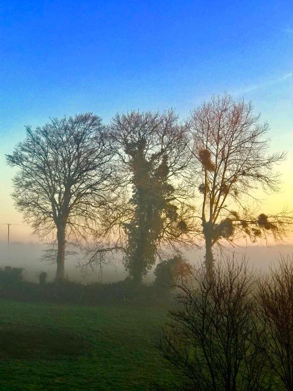 a group of trees in a field with fog in the background at La Bichurie in Feugères