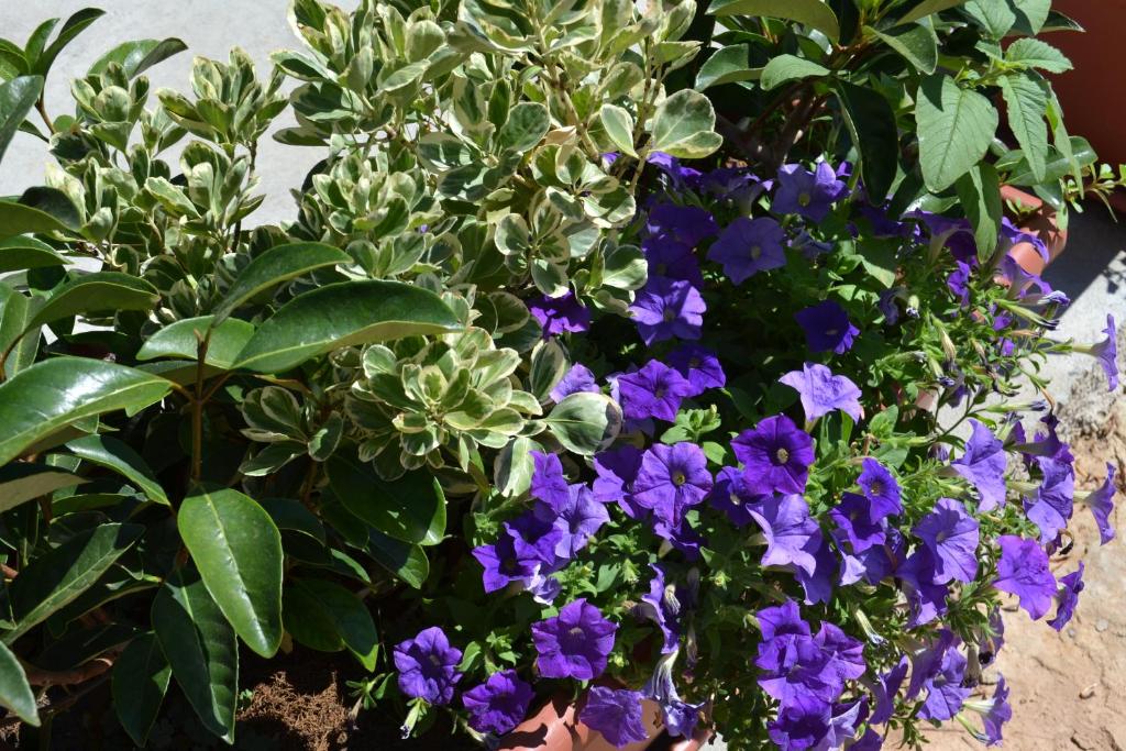Een tuin van B&B La Casa Bianca di Porto Conte