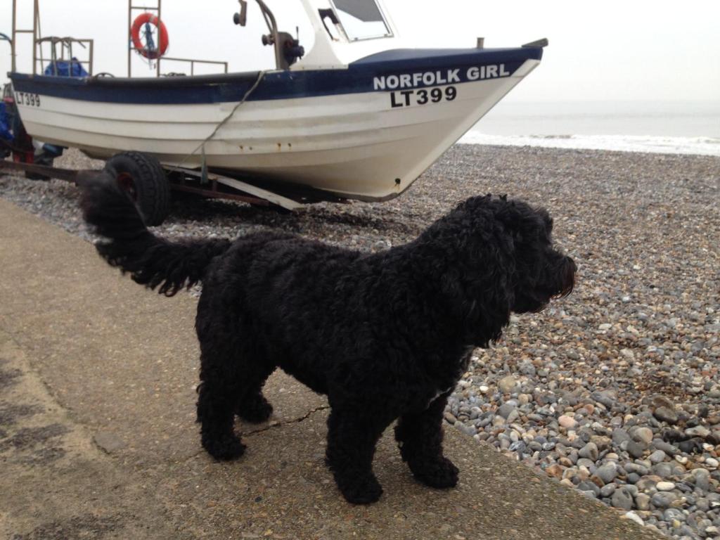 a black dog standing next to a boat on the beach at The Hamlet in Cromer