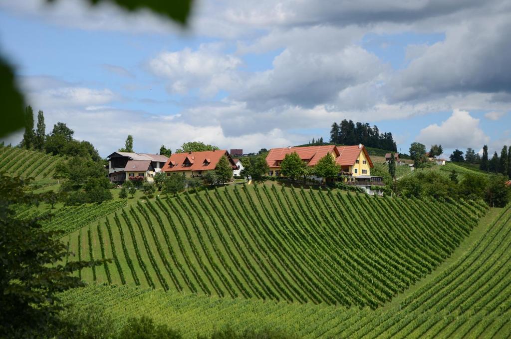 a house on a hill next to a field of vines at Weingut Fellner in Leutschach
