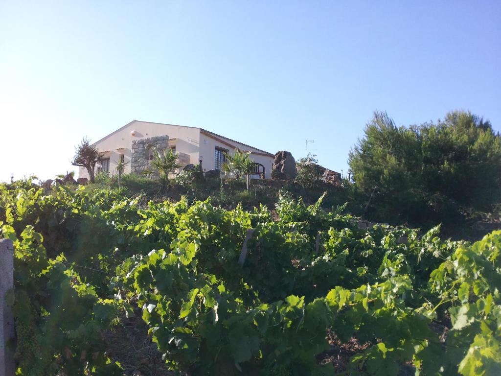 A garden outside La Suite Di Segesta