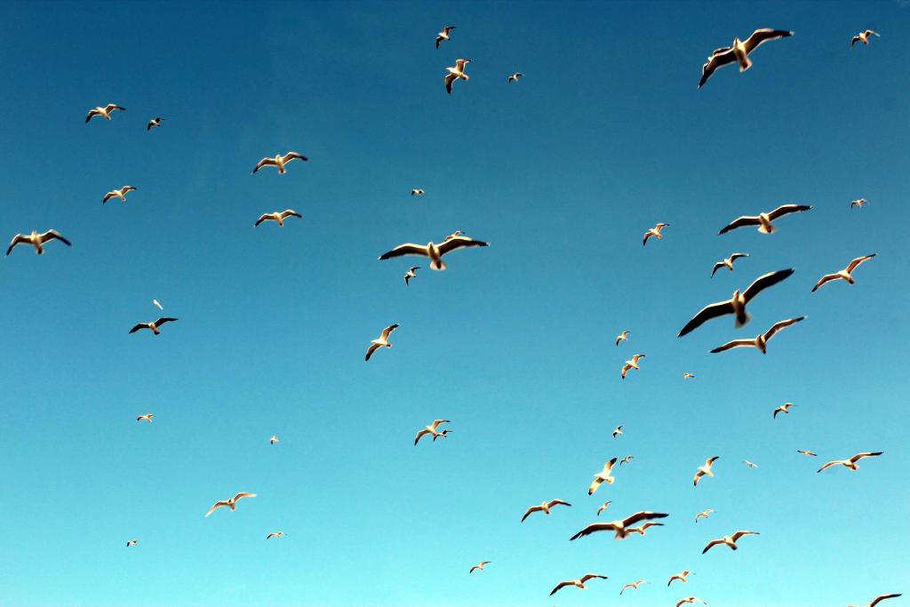 a flock of birds flying in the blue sky at Studio 237 Port Camargue, Piscine, Climatisation, 2 personnes in Le Grau-du-Roi