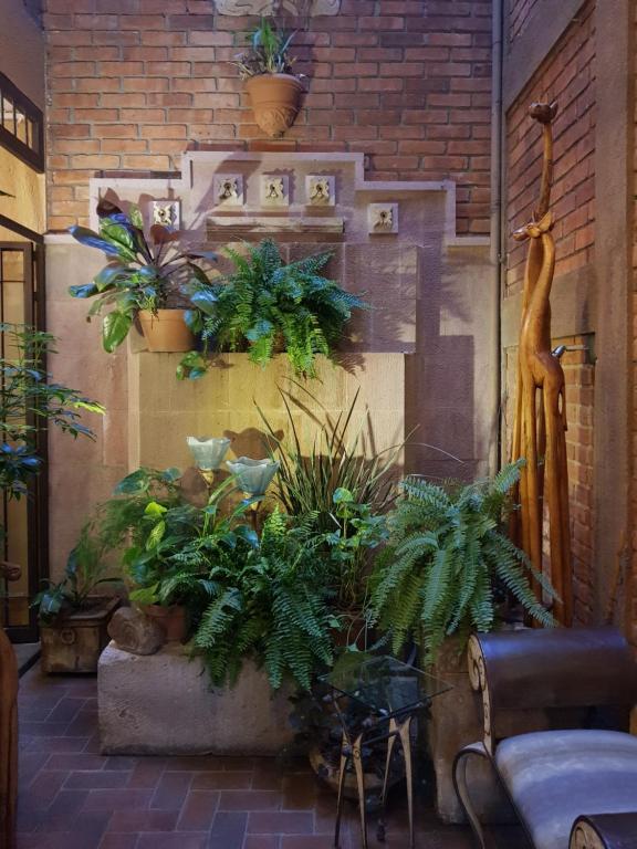 Zahrada ubytování Casa Embrujo Morelia - Boutique