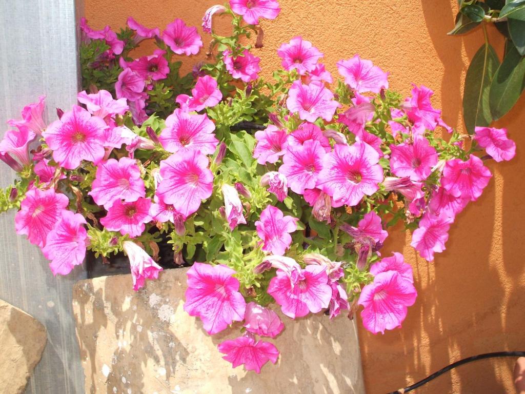 Ogród w obiekcie B&B Villa Maria Giovanna