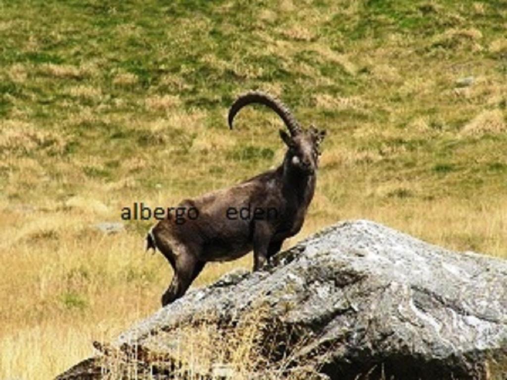 Zvířata v hotelu nebo okolí