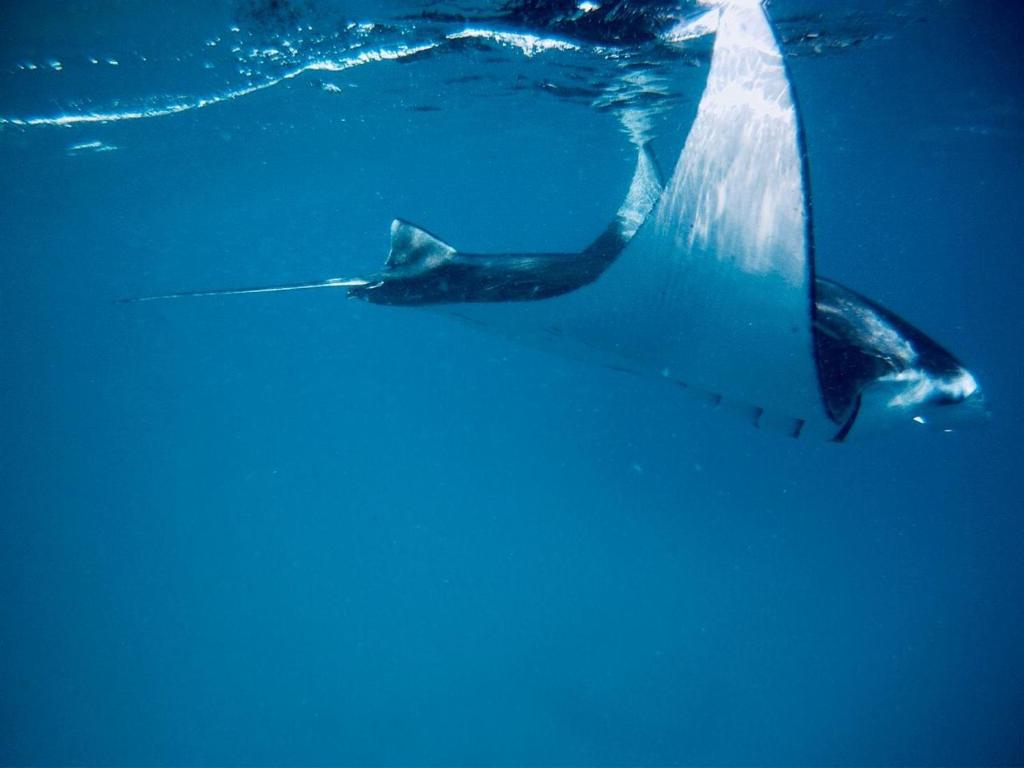un tiburón ballena nadando en el agua en Veli Beach Inn, en Mathiveri