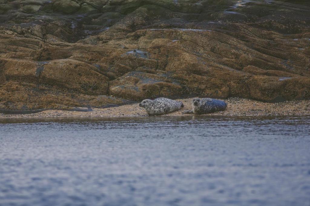dos rocas sentadas en la orilla de un cuerpo de agua en Crispie House, en Kilfinan