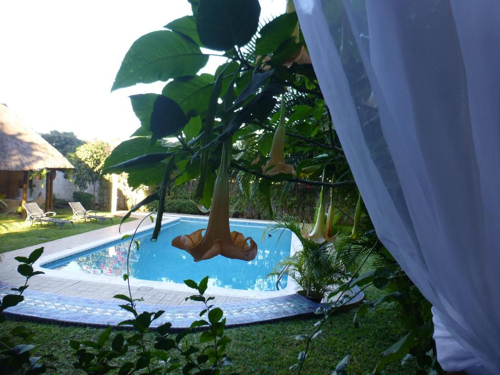 Bazén v ubytování FIGTREE GUESTHOUSE nebo v jeho okolí