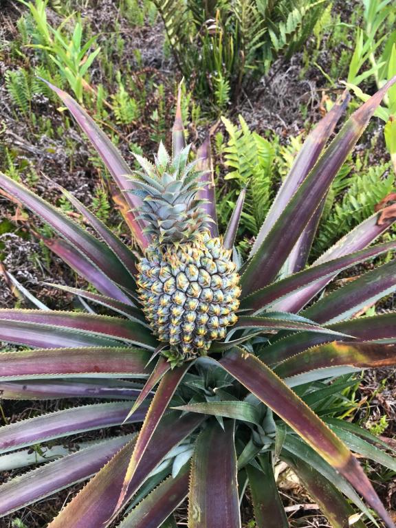a pineapple growing on top of a plant at Inaki Uhi Hotel in Hanga Roa