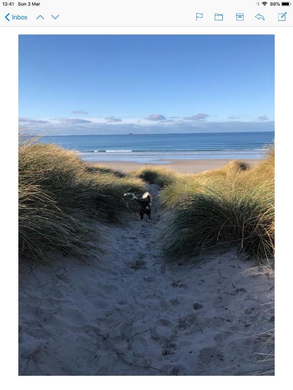 a dog walking on a sandy beach near the ocean at Barrow Harbour studio apartment in Tralee