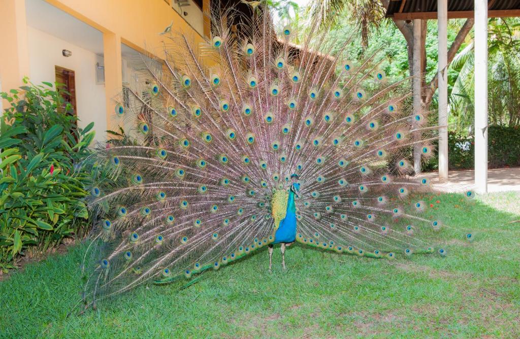  Pousada Paraiso dos Coqueirais