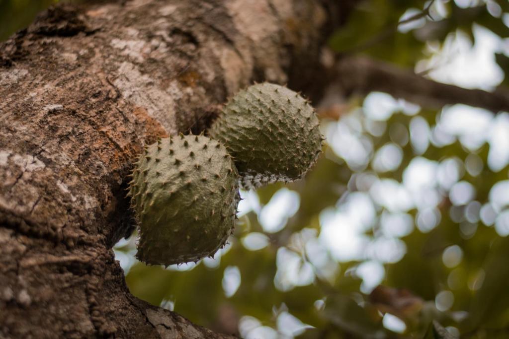 Fotografie z fotogalerie ubytování Entre Bosques Tayrona v destinaci Los Naranjos