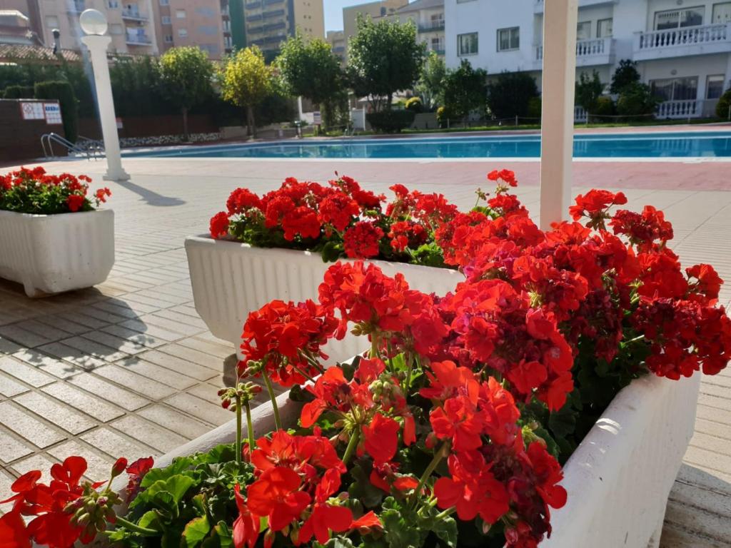 Zahrada ubytování Europa Family Apartments