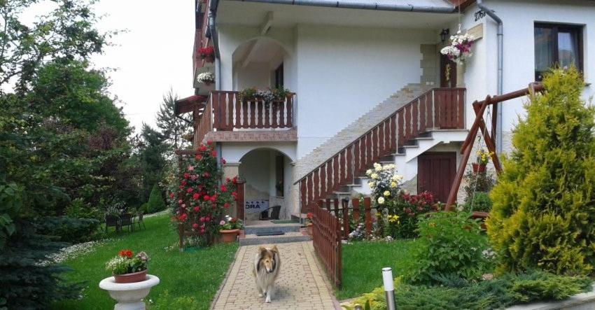a dog standing in front of a house at Domek pod Maciejową in Rabka-Zdrój