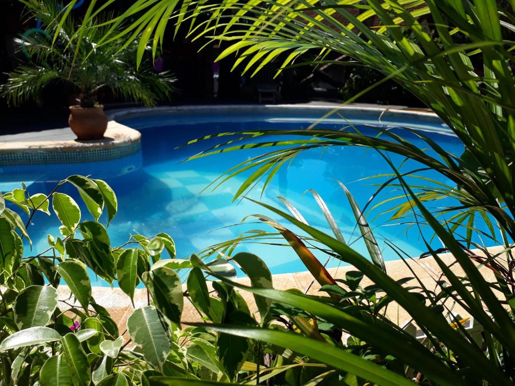 una piscina azul con plantas en primer plano en Sentirse en casa en Puerto Iguazú