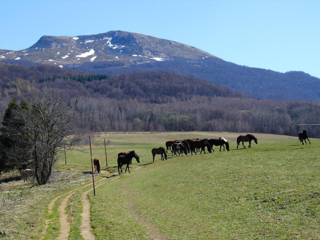 Zvieratá v chate v prírode alebo blízkom okolí
