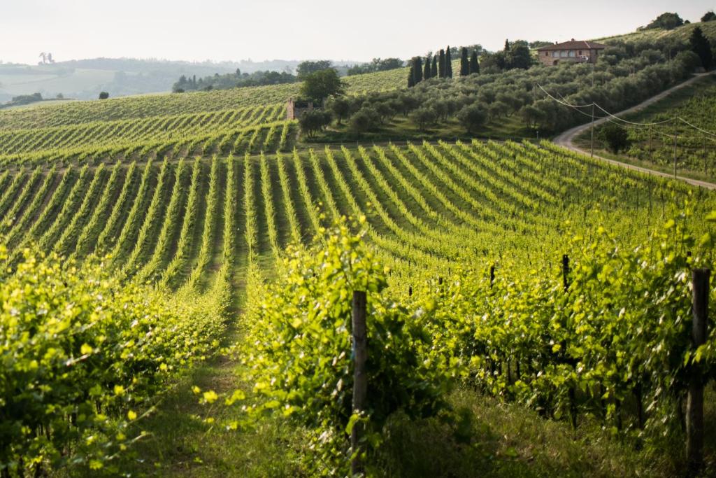 a vineyard in the hills with yellow flowers at Tenuta Di Monaciano in Ponte A Bozzone