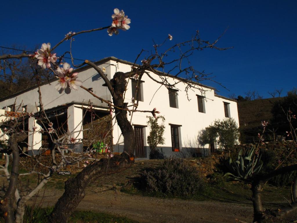 une maison blanche avec un arbre en face dans l'établissement Casa Rural El Paraje de Berchules, à Bérchules