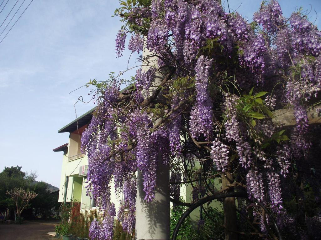 Zahrada ubytování Mercan Bungalow