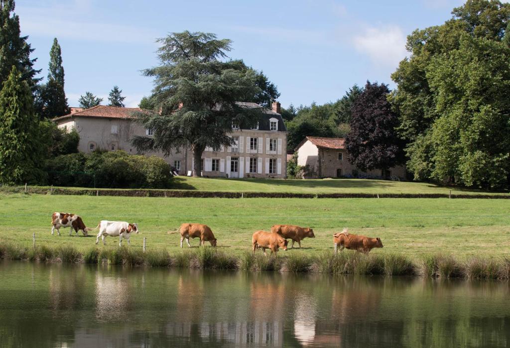 een kudde koeien die grazen in een veld naast een waterlichaam bij Masbareau, Demeure de Charme, B&B in Royères-Saint-Léonard