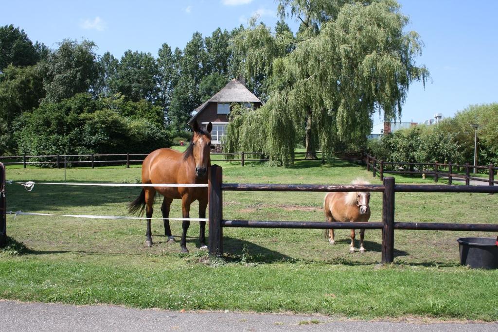 Dois cavalos num campo atrás de uma cerca. em B&B Pension "Op'e Koai" em Jirnsum
