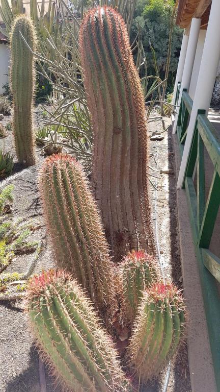 Galerija fotografija objekta Villa de Cactualdea u gradu 'San Nicolás'