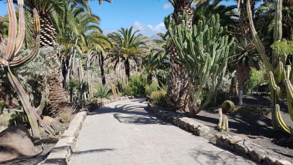Vrt u objektu Villa de Cactualdea