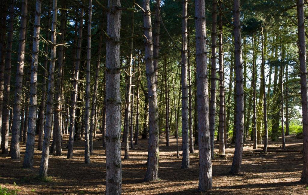 a grove of trees in a forest with sunlight at Victoria in Holkham