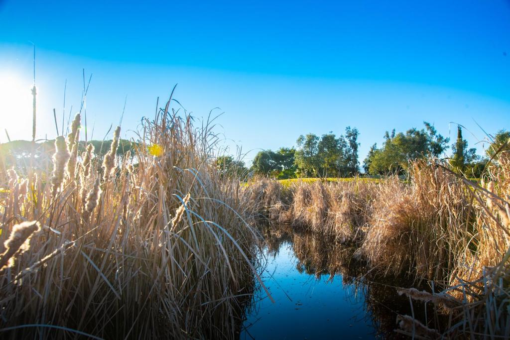 a field of tall grass next to a river at Colina Verde Resort in Moncarapacho