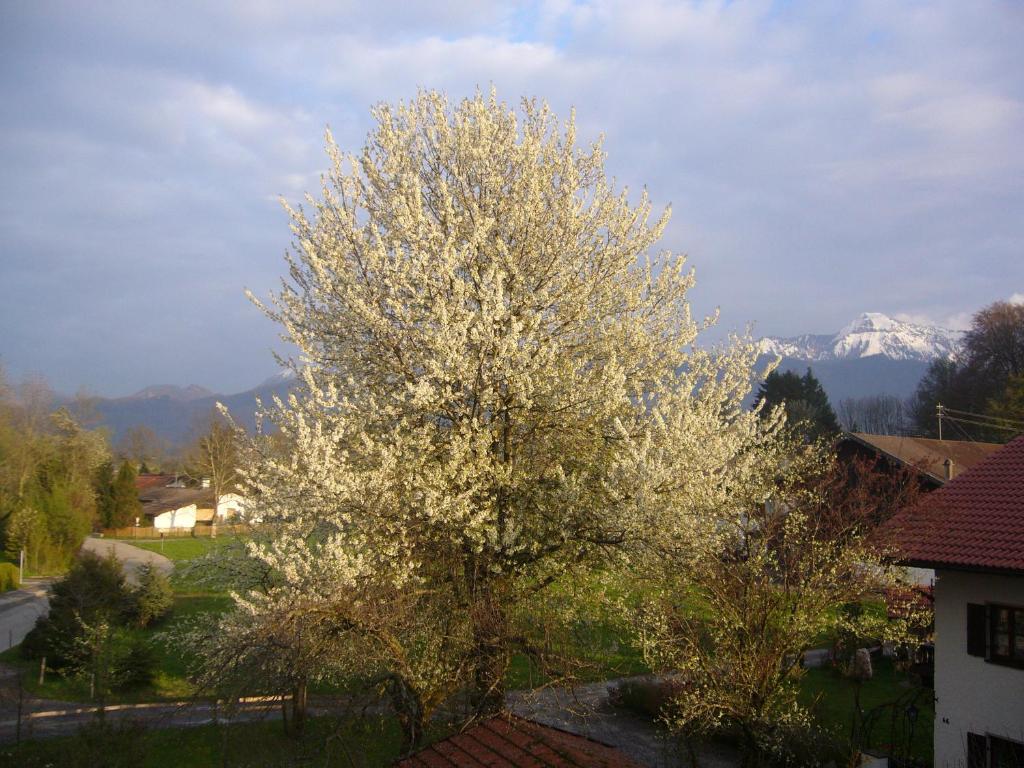 Příroda nedaleko apartmánu