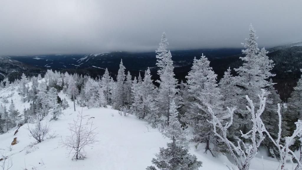 an aerial view of a snow covered forest with trees at La Maison entre Mer Montagnes in Cap-Chat