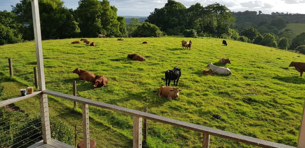 un allevamento di vacche in un campo verde di "Seasons of Maleny B&B" a Maleny