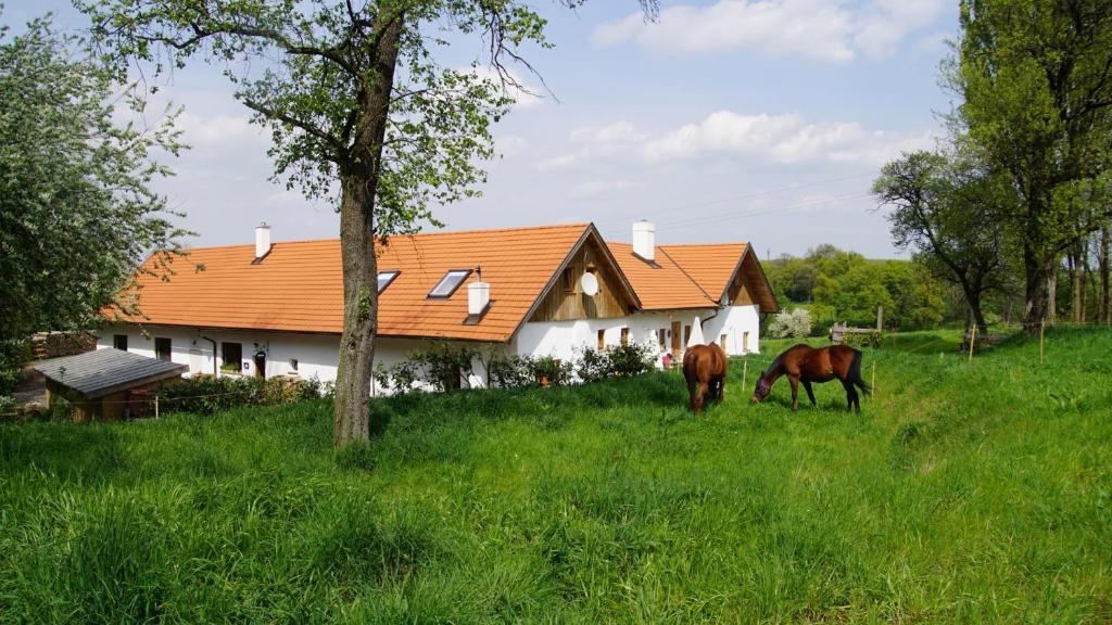 deux chevaux paissant dans un champ devant une maison dans l'établissement wundervoll eben - CHALETS & PLÄTZE voller WUNDER - NOTSCHKERL & FEINIS, à Waasen