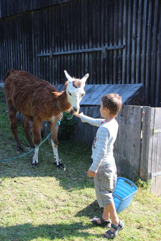 Animales en el agroturismo o alrededores