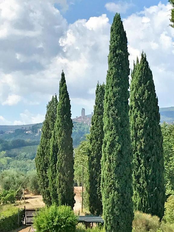 a group of four trees in a field at Podere Remignoli in San Gimignano