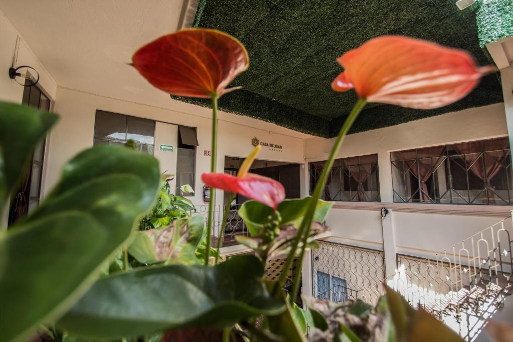 Zahrada ubytování Casa de Juan Hostal