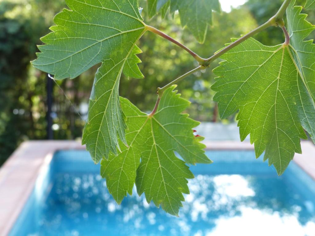 une feuille suspendue à un arbre à côté d'une piscine dans l'établissement Olmedilla, à Olmeda de las Fuentes