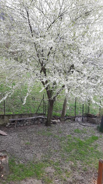 Zahrada ubytování La locanda del Mulino