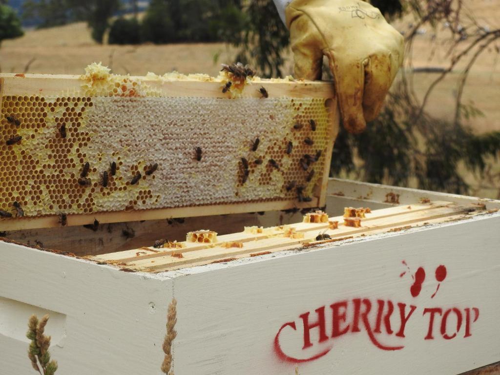 Fotografie z fotogalerie ubytování Cherry Top Farmstay - Boutique Eco Village v destinaci Lilydale