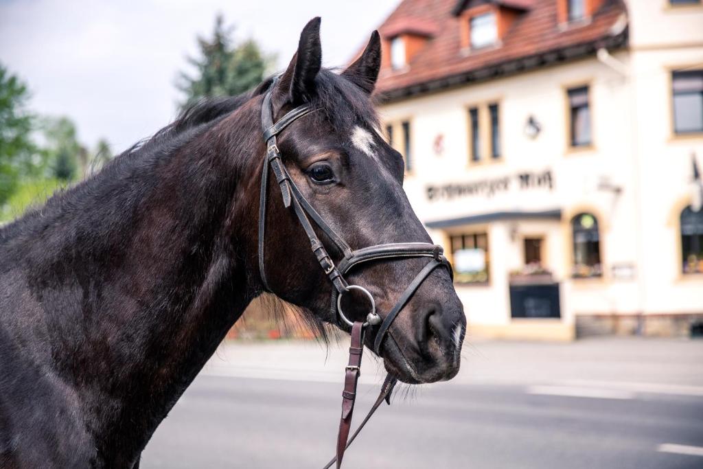 a black horse standing in front of a building at Schwarzes Ross in Arnsdorf