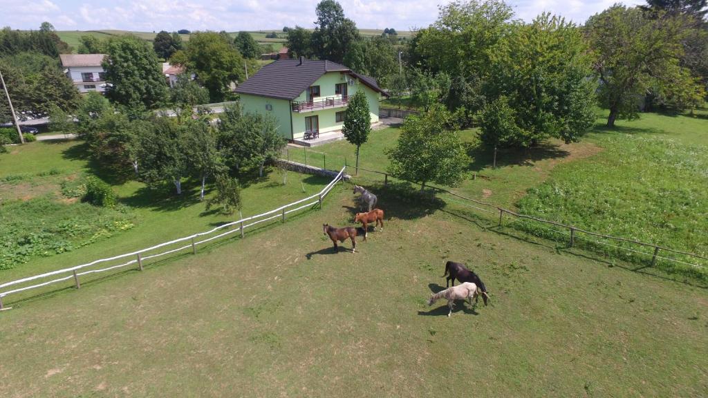 Zvieratá v apartmáne alebo blízkom okolí