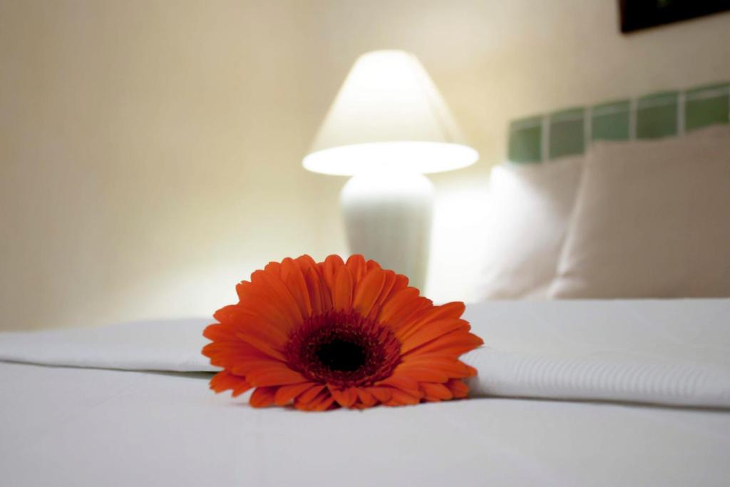 a red flower on a white bed with a lamp at Coral Ixtapa in Ixtapa