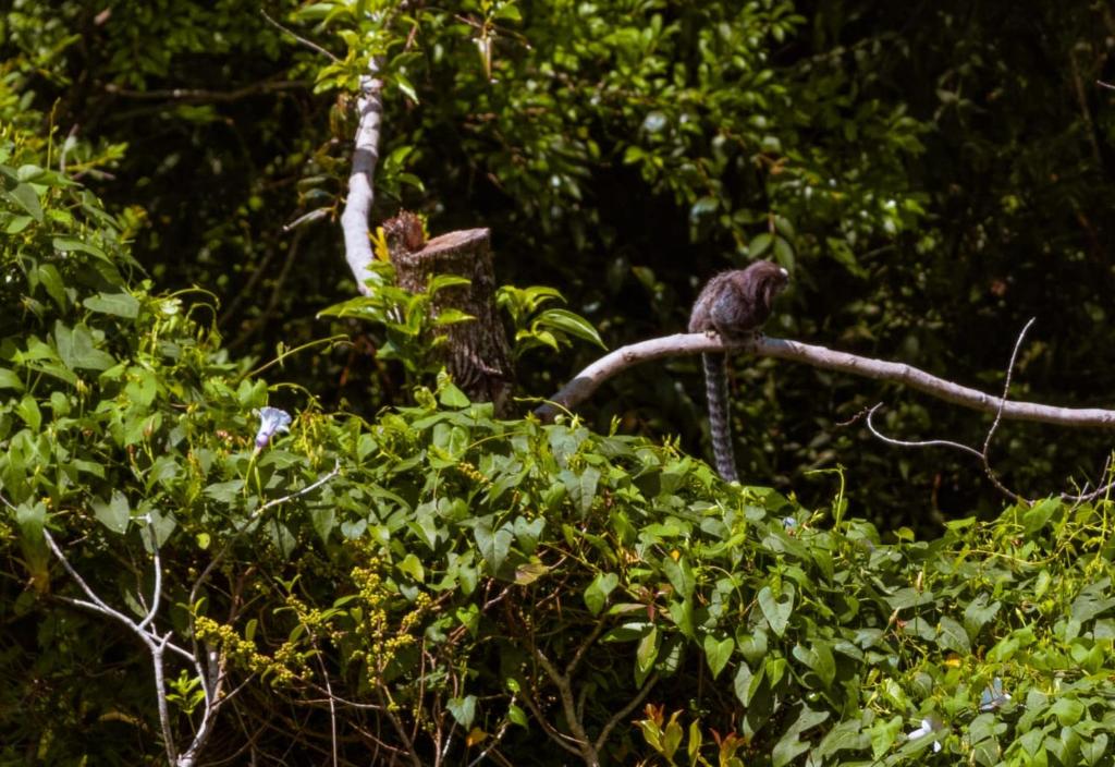  Sertão House - Fantástica residência em meio a natureza intocada no sul da ilha