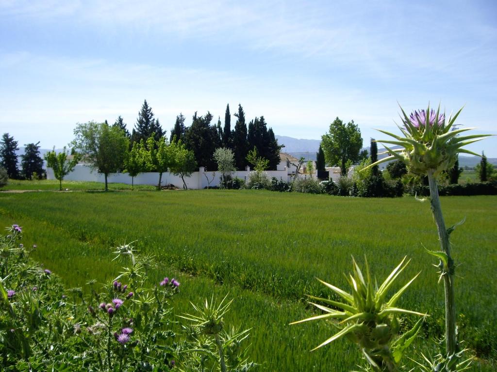 ein Feld mit grünem Gras mit Blumen und Bäumen in der Unterkunft Cortijo Jabonero in Mollina