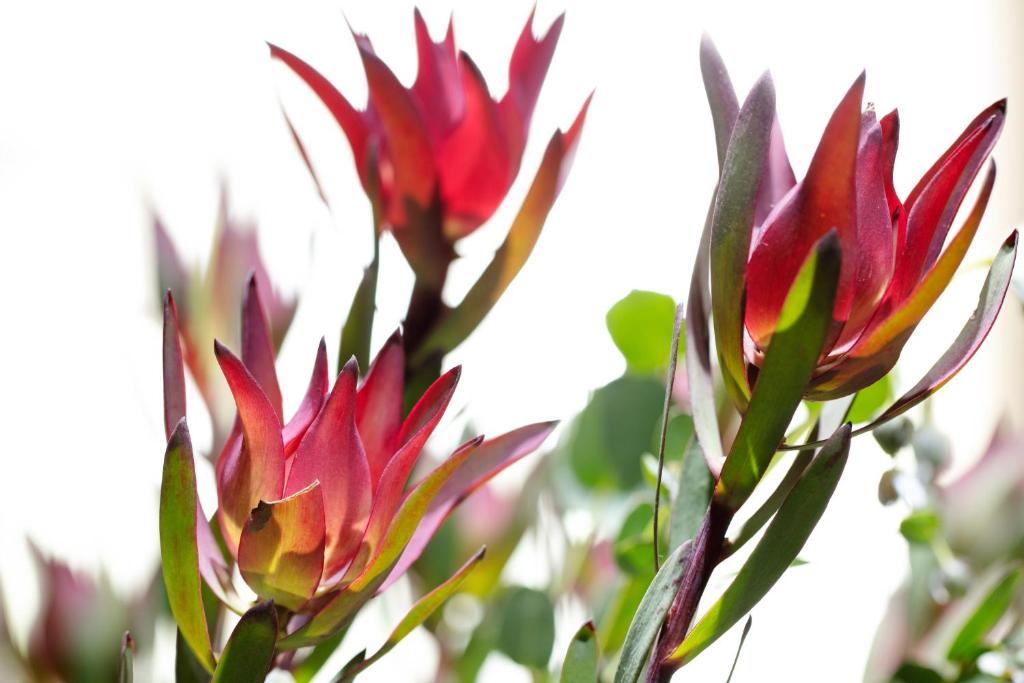 a group of red flowers with green leaves at Absolute Farenden Apartments in Pretoria